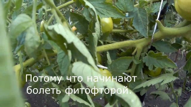 ТОМАТ КОРОЛЕВА КРАСОТЫ F1. 2020 смотреть онлайн
