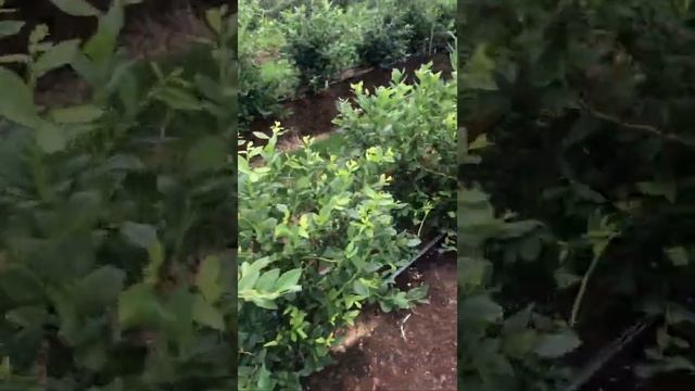 ГОЛУБИКА; ТОП 6 вкусных, крупных, урожайных сортов от канала golubika_by смотреть онлайн