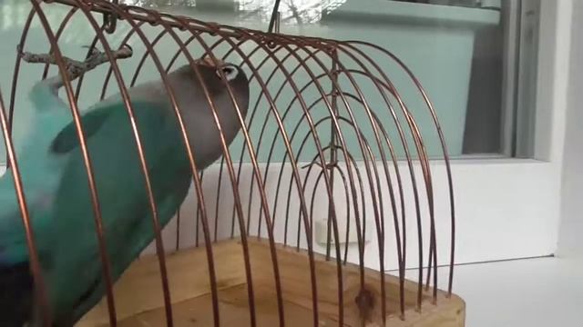 Птенец маскового неразлучника, как отличить молодняк от взрослой птицы смотреть онлайн