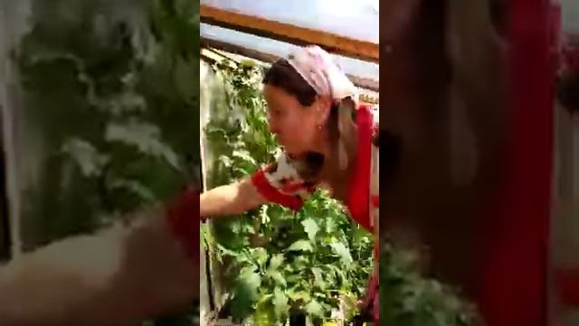 Дыни и арбузы в Сибири ? смотреть онлайн