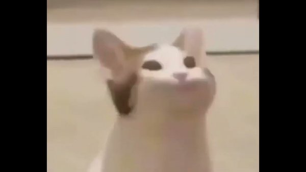 Pop cat  meme