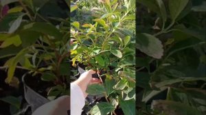 Зимовка крупнолистных гортензий в горшках. 1ч.