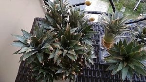 Как посадить ананас в домашних условиях