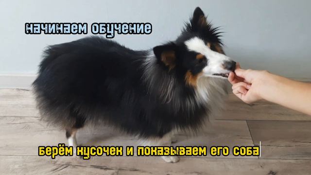 как научить собаку команде сидеть смотреть онлайн