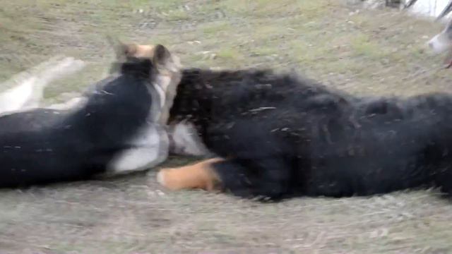 Бернский зенненхунд, ВЕО и аусси в Запорожье смотреть онлайн