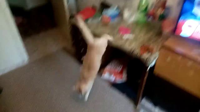 Дрессируем Рыжика.