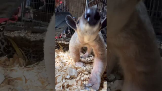 #mywildlife #animal #cute #cuteanimals #animalshorts #anteater #tamandua #southerntamandua #wildone смотреть онлайн