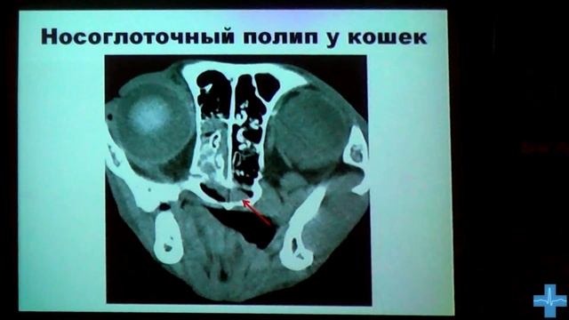 КТ, МРТ лицевого отдела черепа у собак и кошек смотреть онлайн