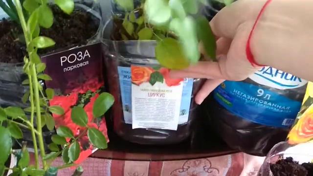 Что стало с розами, посаженными в феврале, через месяц после посадки смотреть онлайн