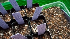 Посев кактусов, литопсов и других суккулентов. Всходы через 1 и 2 недели после посева.