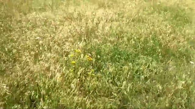 Сенокосилка смотреть онлайн