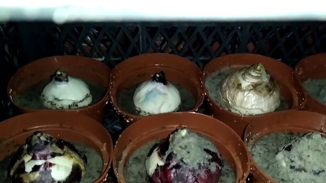 Крокус, гиацинт укорінення