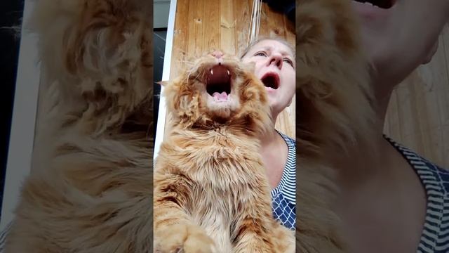 Мейни кун. Кот Джокер. Частушка.
