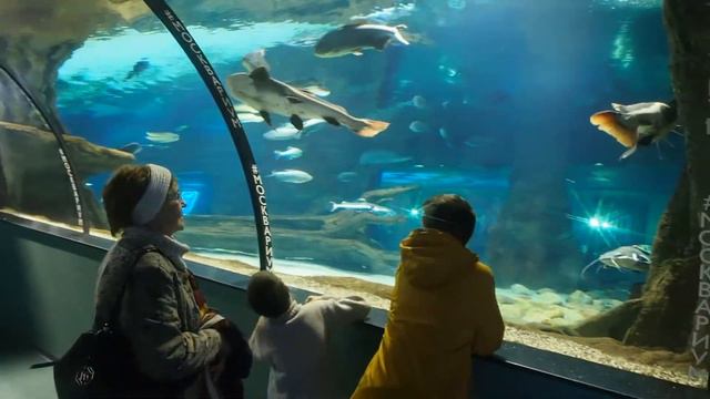 Экскурсия по Московскому океанариуму на ВДНХ (Москвариуму) смотреть онлайн