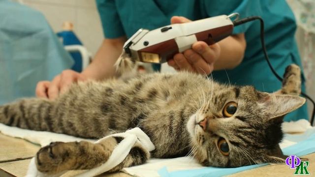 Только после рентгена стало ясно, почему задыхается молодой кот… смотреть онлайн