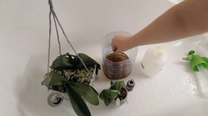 Мегафол 1-ая обработка орхидей 06.02.21?????