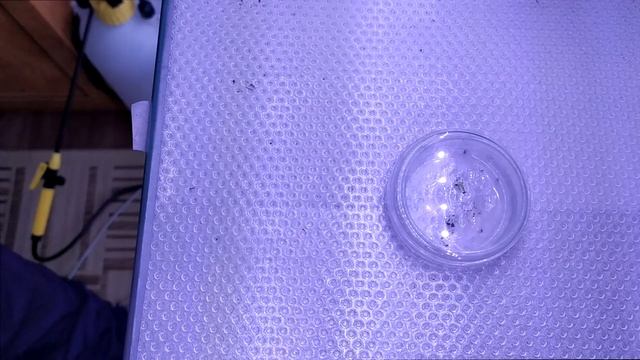 Сажаю декабрист из собственных семян. Попытка 3. смотреть онлайн