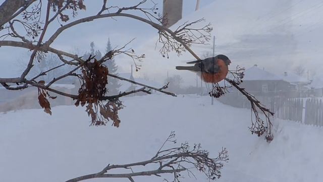 Зимние Чудеса Природы смотреть онлайн