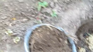 Жимолость !Посадка и уход/Honeysuckle! Planting and care