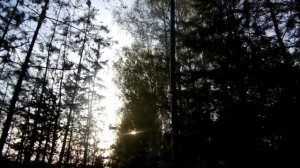 Иволга.  Ловля певчих птиц с продолжением  - 2.