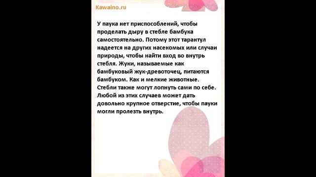 Новооткрытый паук тарантул бамбутула живет внутри бамбуковых стеблей смотреть онлайн