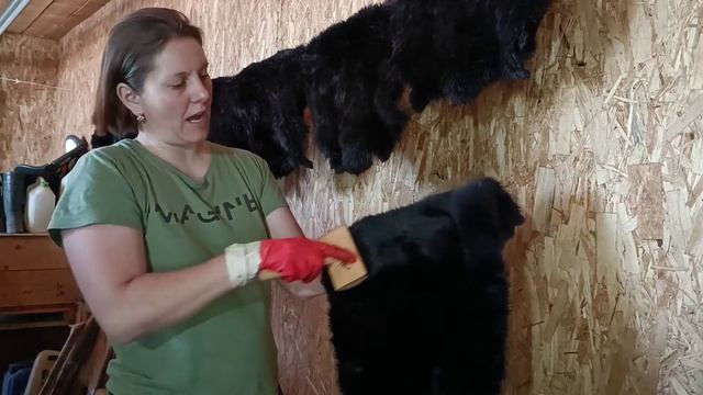 После покраски шкуры можно выкинуть. Как вычесываю шкуры, про жировку. смотреть онлайн