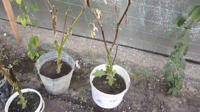 Обзор растений в теплице 04.11.21 папайя, маракуйя, бананы, ананасы... смотреть онлайн