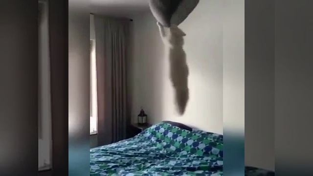 Любимые котики смотреть онлайн
