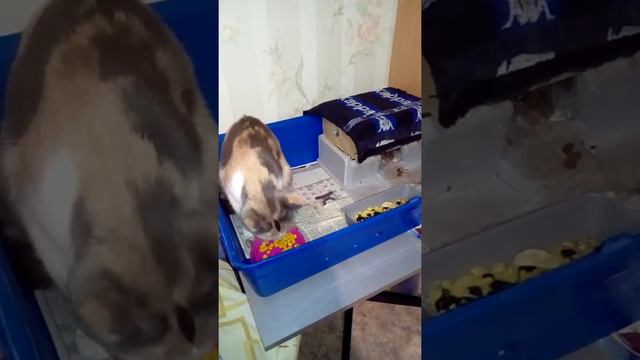 Наглая кошка ворует еду у крыса смотреть онлайн