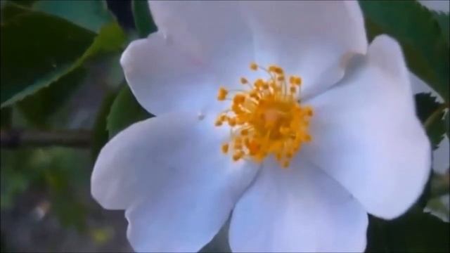 КАК НАЙТИ СВОЙ ПУТЬ ДУШИ? Как узнать: идёте ли вы путём своей Души? Послание Архангела Гавриила. смотреть онлайн