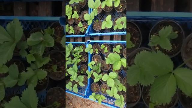 Саженцы клубники Мара де Буа. 11 июня 2021 г. смотреть онлайн