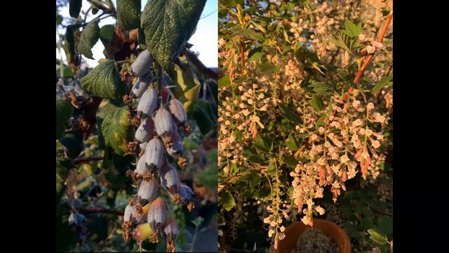 May 2022 - Bart O'Brien "Of Cultivars and California Native Plants - and 'Nativars'" смотреть онлайн
