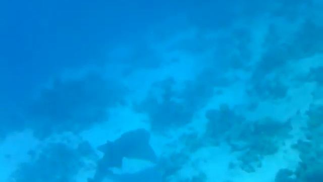 Скат моей мечты смотреть онлайн