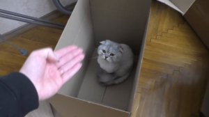 ОГРОМНЫЙ КАРТОННЫЙ ЛАБИРИНТ ДЛЯ ЖИВОТНЫХ НА ВСЮ КОМНАТУ!