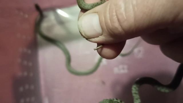 Два детёныша-спасёныша каспийского полоза. смотреть онлайн