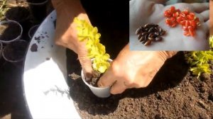 Черенкование  БАРБАРИСА Тунберга : июнь-июль