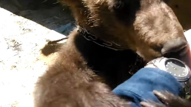 Дал Мишке лапу :) смотреть онлайн