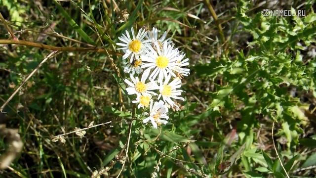 Значение имени Альбина: карма, характер и судьба смотреть онлайн
