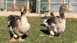 Тулузские гуси в Самаре 01.10.2018г