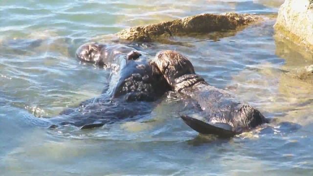 Mom Feeds Baby Sea Otter 2 смотреть онлайн