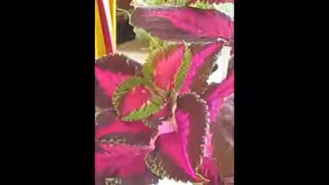 Solenostemon scutellarioides - Coleus смотреть онлайн
