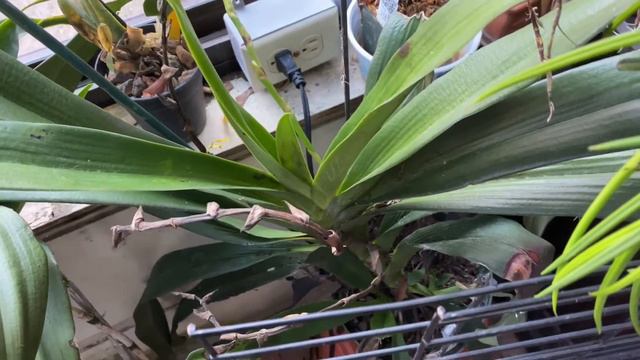 #ORCHIDGREENHOUSE AN ORCHID A DAY: EPISODE 139 A look at a Cattleya and an Angraecum смотреть онлайн