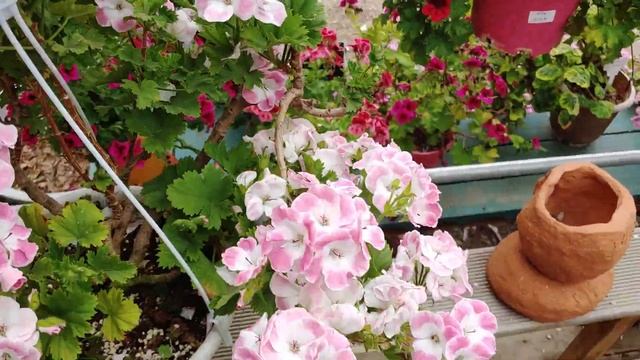 Pelargonium Regals Bermuda soft pink смотреть онлайн
