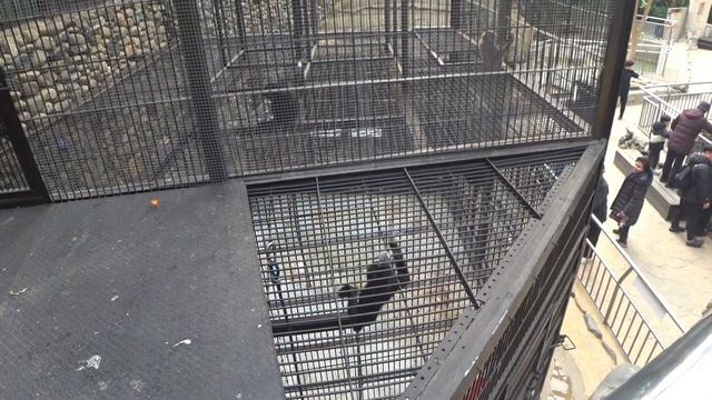 Сеульский зоопарк, часть 2 / Seoul zoo park, part II смотреть онлайн