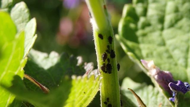 Olympus SH-60 Macro Video Full HD смотреть онлайн