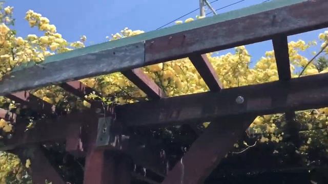 ROSES, POPPY AND DIFFERENT FLOWERS - РОЗЫ , МАКИ И РАЗЛИЧНЫЕ ЦВЕТЫ