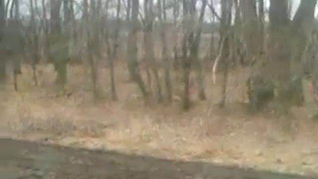 Подготовка поля под посев ярового ячменя . Трактор Джон Дир 8335 r дисковая борона Rubin 9. смотреть онлайн