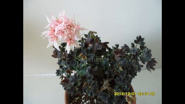 Pelargonium  Clatterford 2