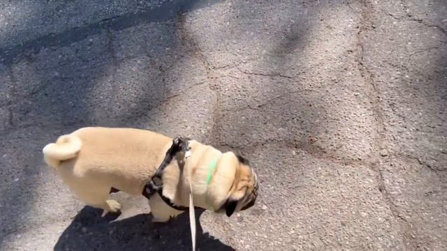 Мопс на прогулки🐶Мопс на природе🌲🍀🌿Воскресенье ☀️