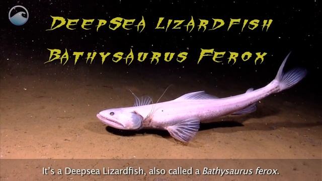 Ikan Predator Dilaut Dalam.Bathysaurus Ferox